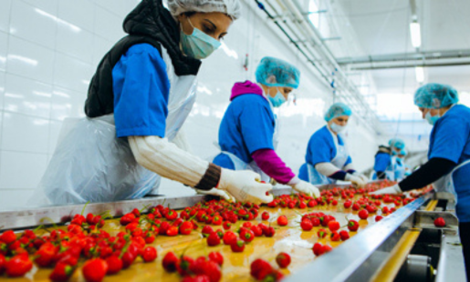 A Beginner's Guide to the Food Processing Industry